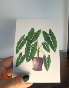 Ansichtkaart/A6 print - Alocasia frydek